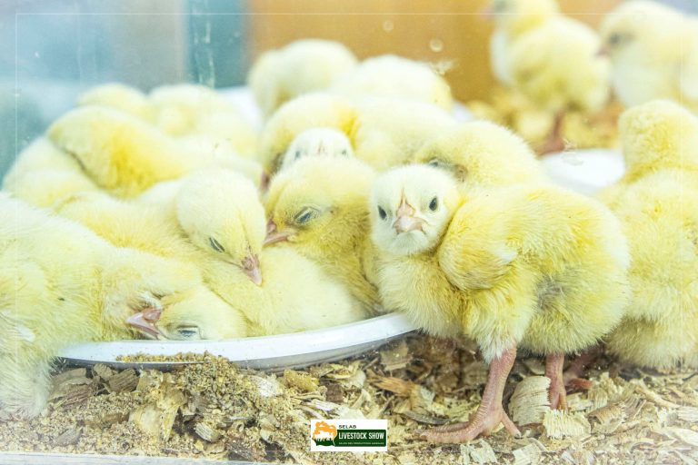 480800846_612268178337061_3544988589841815048_n