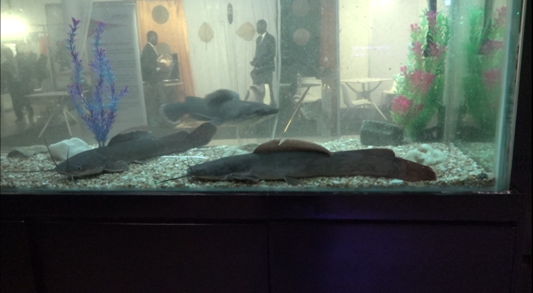 Capture d'écran 2025-06-13 163018