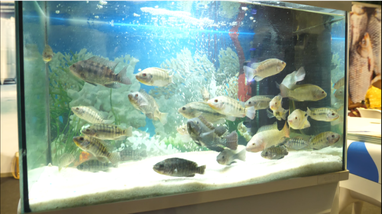 Capture d'écran 2025-06-16 110018