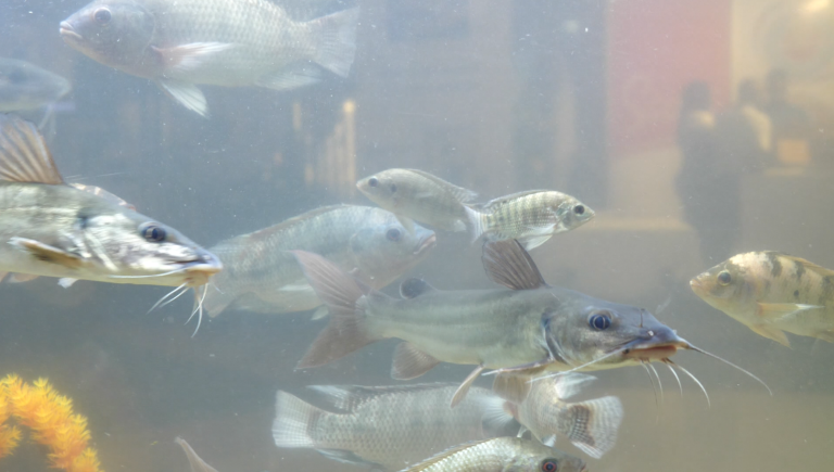 Capture d'écran 2025-06-16 113238