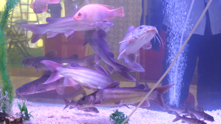 Capture d'écran 2025-06-16 113327