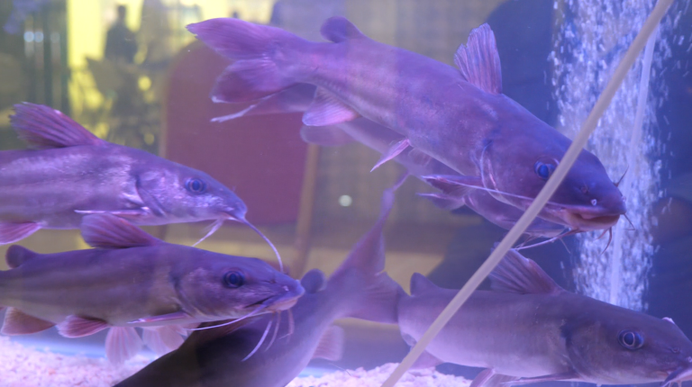 Capture d'écran 2025-06-16 113350