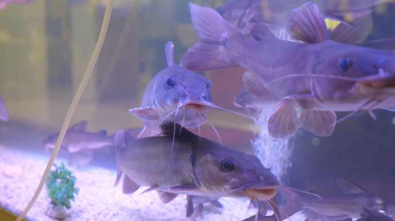 Capture d'écran 2025-06-16 113410