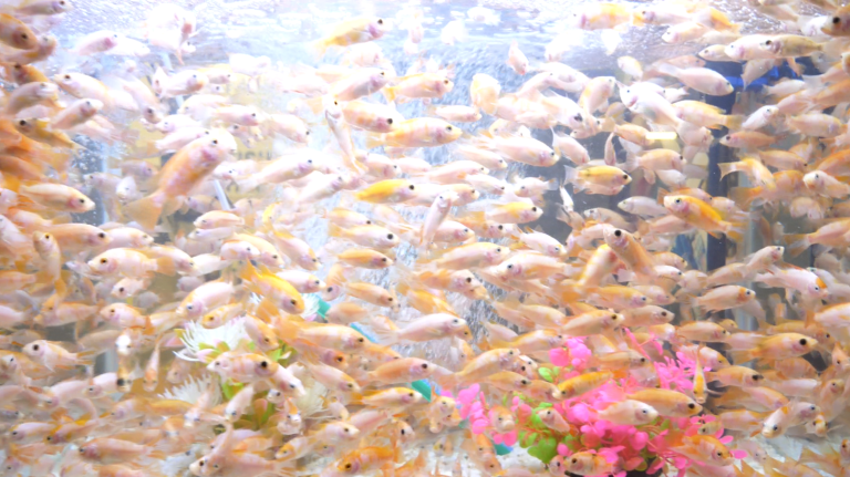 Capture d'écran 2025-06-16 113523