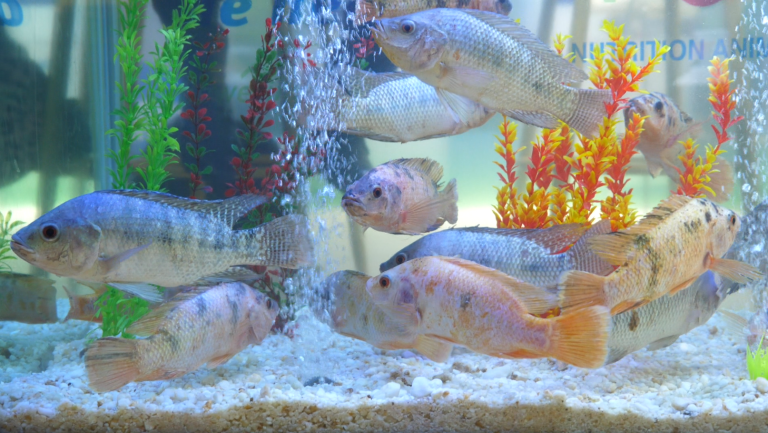 Capture d'écran 2025-06-16 113813